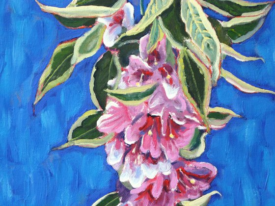 Weigela