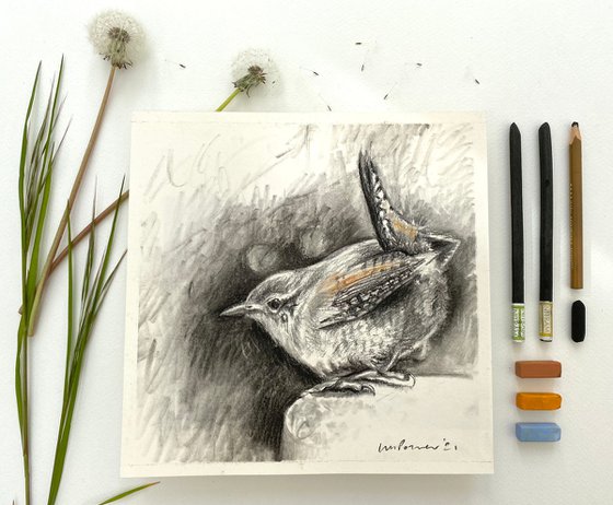 Charcoal Wren #01