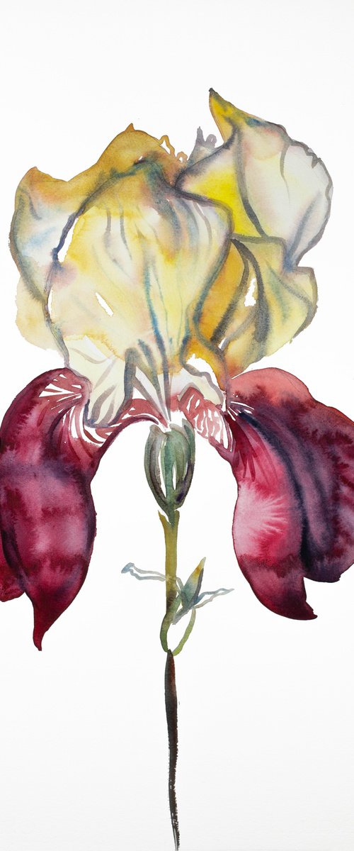 Iris No. 105 by Elizabeth Becker