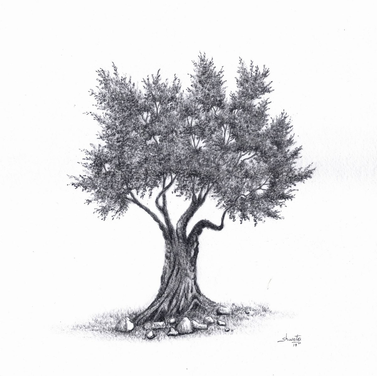 Olive Tree Pencil drawing by Shweta Mahajan | Artfinder