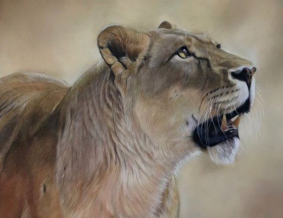 Lioness