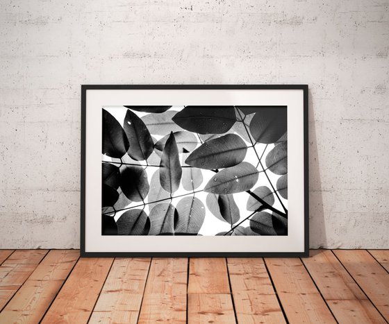 Experiments with Leaves I | Limited Edition Fine Art Print 1 of 10 | 60 x 40 cm