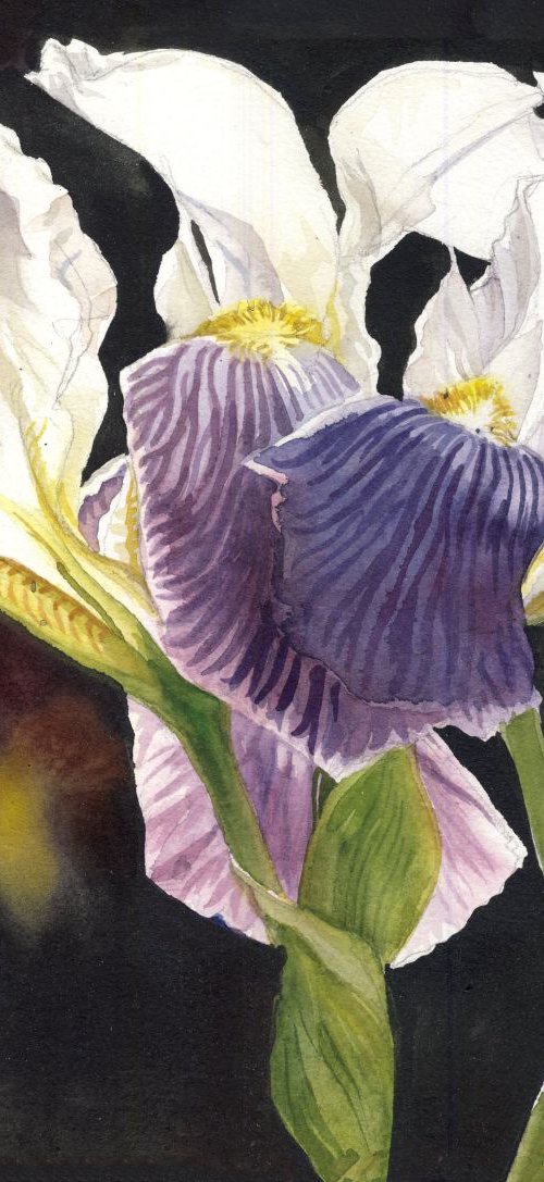 three irises by Alfred  Ng