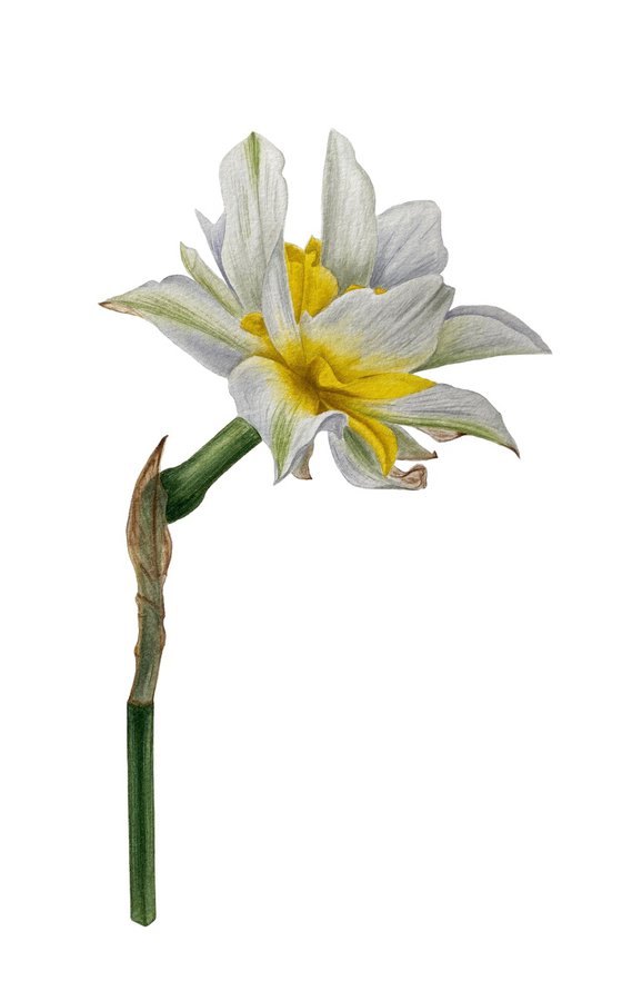 Daffodil