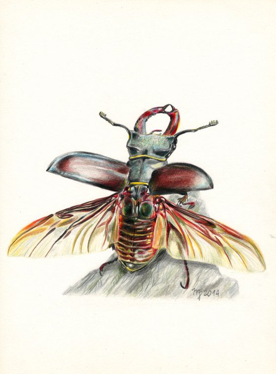 Stag-beetle/Insect Series