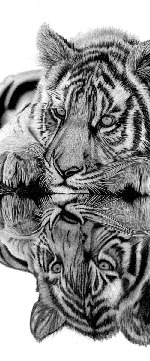 Tiger Cub Reflection by Paul Stowe