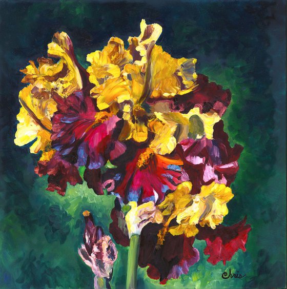 "Kathy Chilton" Irises