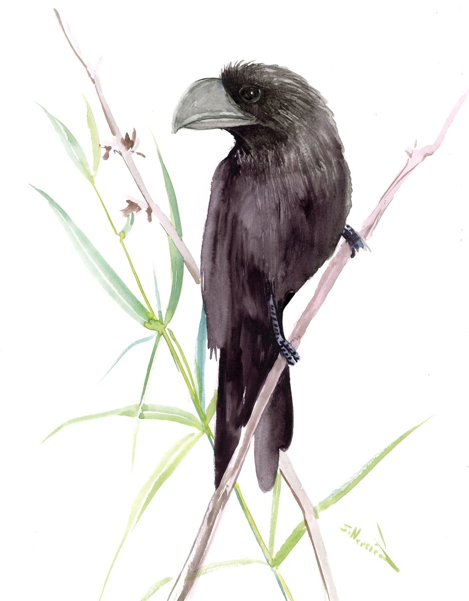 Smooth-billed Ani Bird by Suren Nersisyan