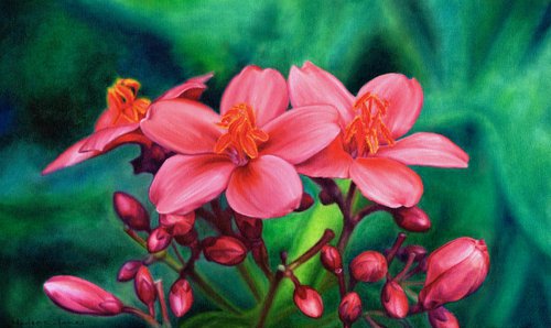 Pink (Peregrina Fire Hedge, jatropha integerrima, realistic flower) by Marlene Llanes