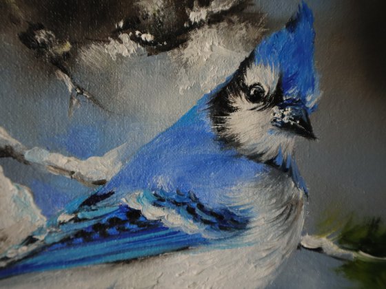 Bright Blue Jay in Pine Tree