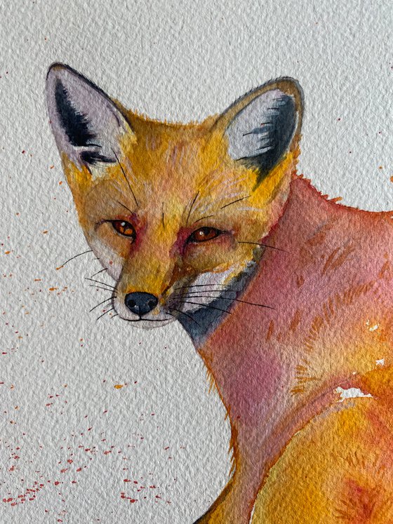 The curious fox watercolour painting.