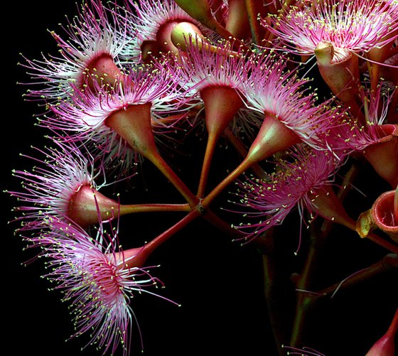 Summer Beauty Blossoms