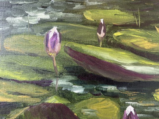 Water Lily Buds
