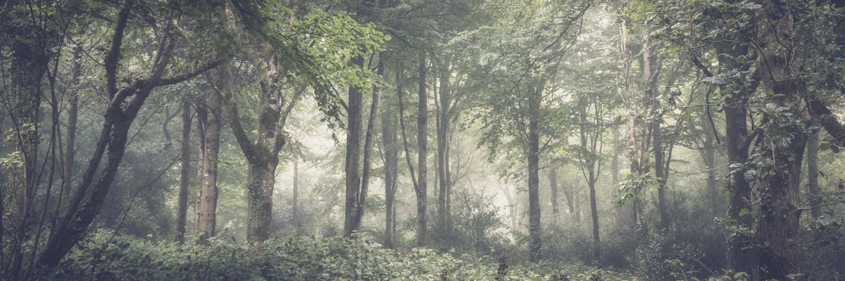 Woodland Mist Panorama by Paul Nash