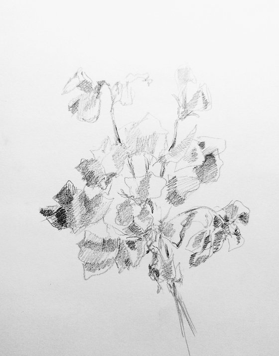 Sweet pea #3 - Still life. Original pencil drawing