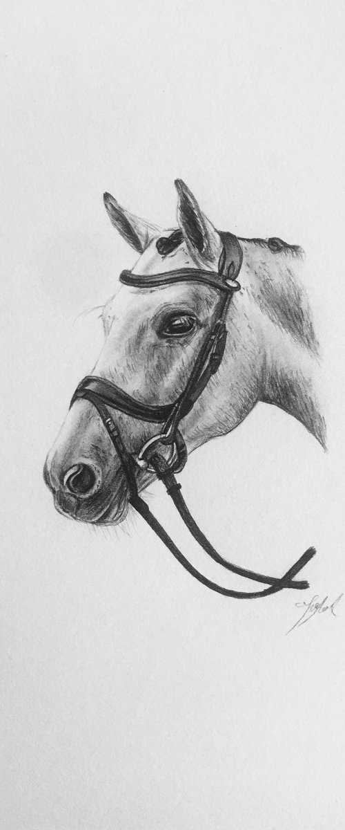 Horse by Amelia Taylor