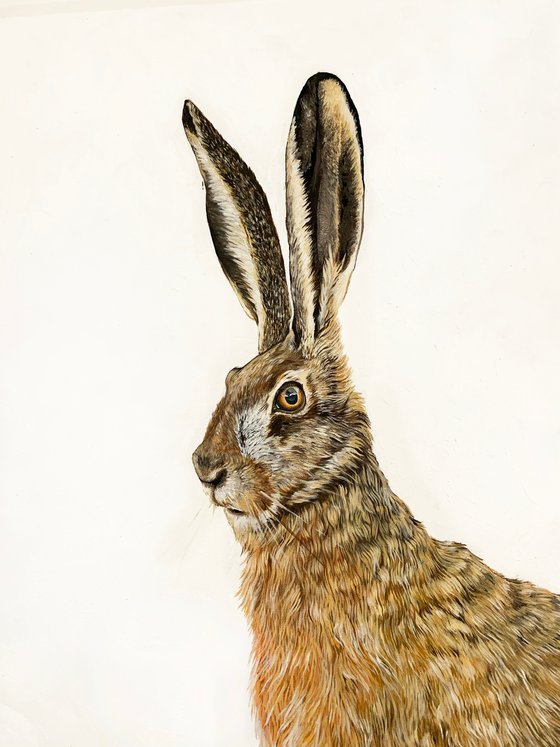 Hare 4