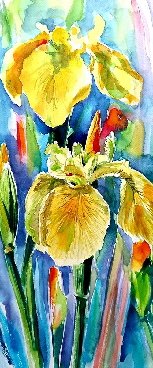 Yellow iris by Kovács Anna Brigitta