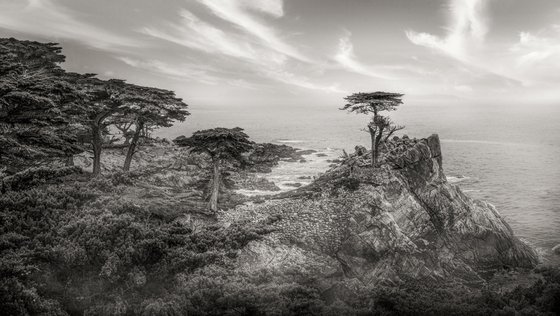 MONTEREY CYPRESS