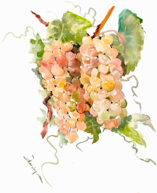Sauvignon Blanc Grape by Suren Nersisyan
