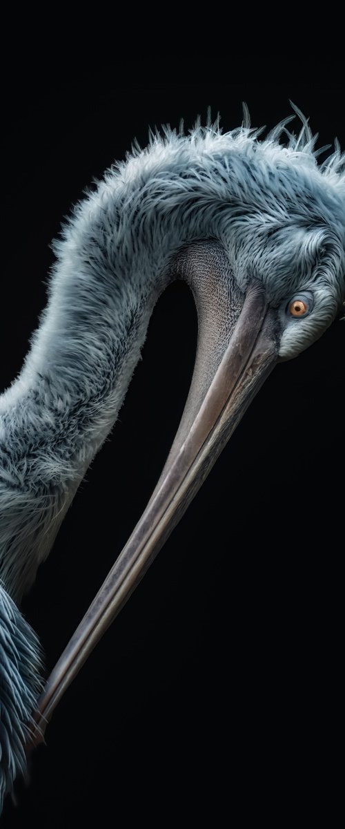 Bending Dalmatian Pelican by Paul Nash