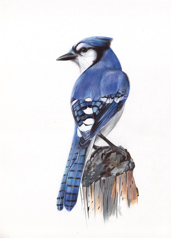 Blue Jay Drawing By Daria Maier Artfinder