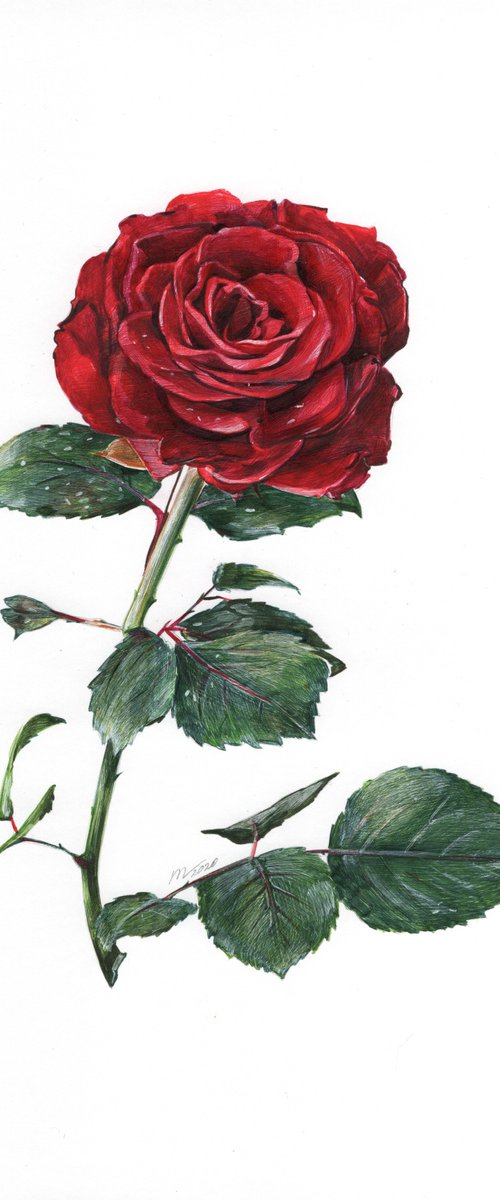 Rose Flower by Daria Maier