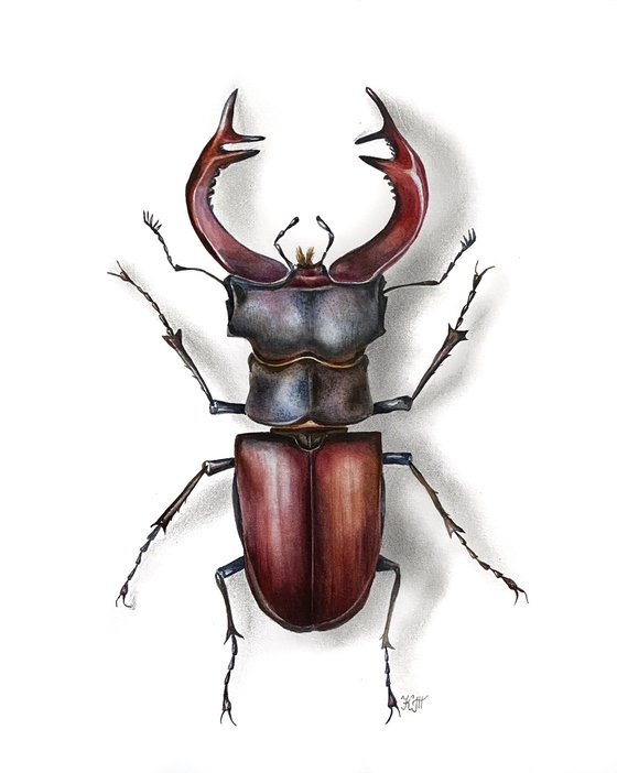 The European stag beetle watercolor illustration