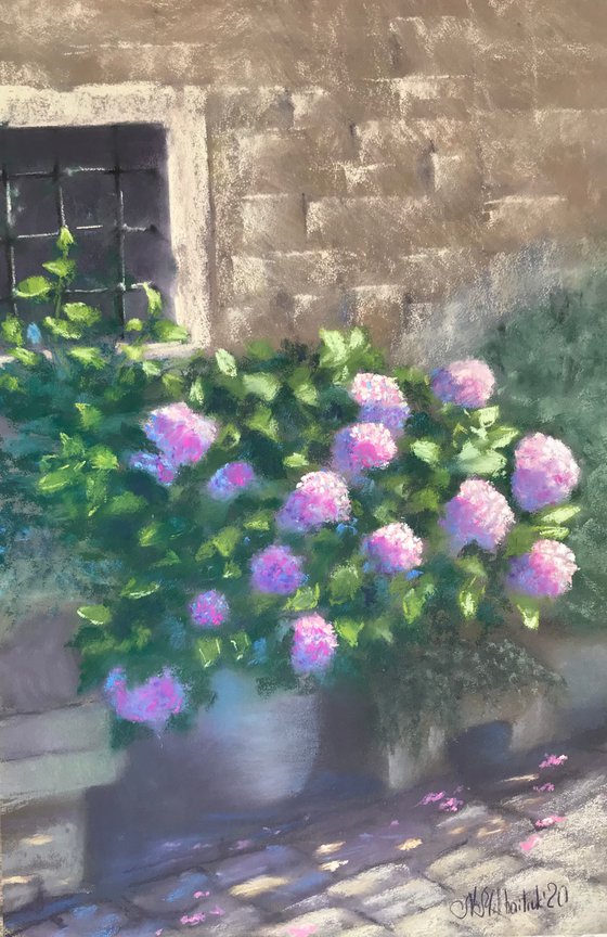 Sunny Hydrangeas
