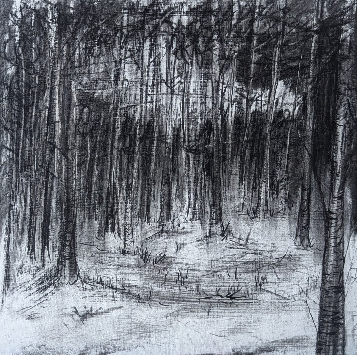 Photorealistic Landscape Charcoal Drawing By Sophie Adair, 12 X 12", Into The Woods, Original Artwork