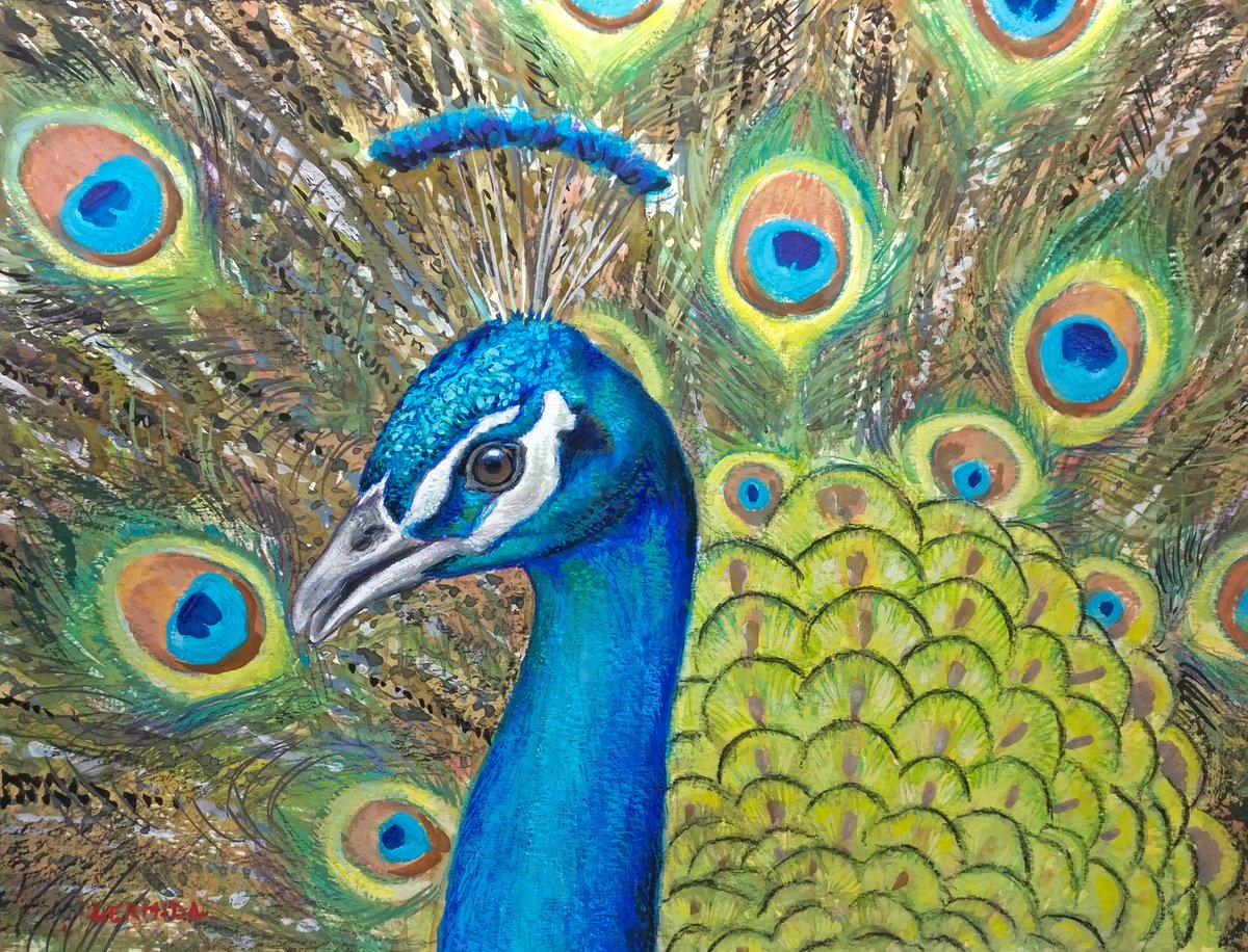 Peacock by Gabriel Hermida