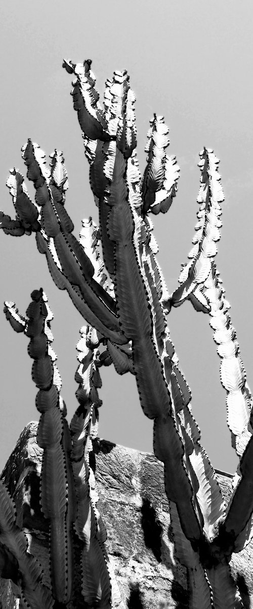 THE REACH Desert Hot Springs CA by William Dey