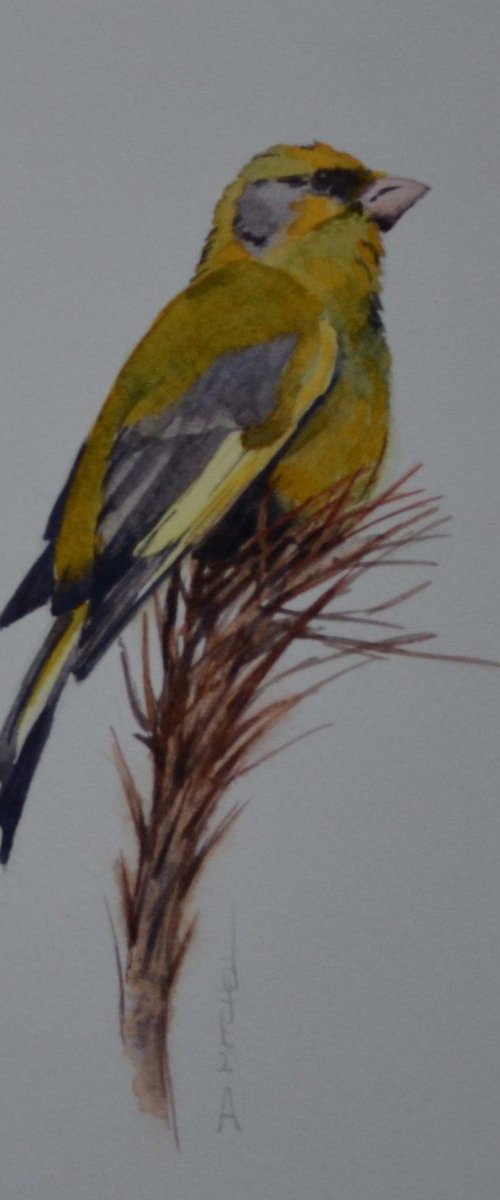 Greenfinch by Denise Mitchell