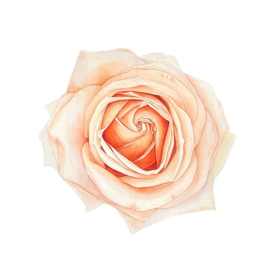 Pastel rose. Original watercolor artwork