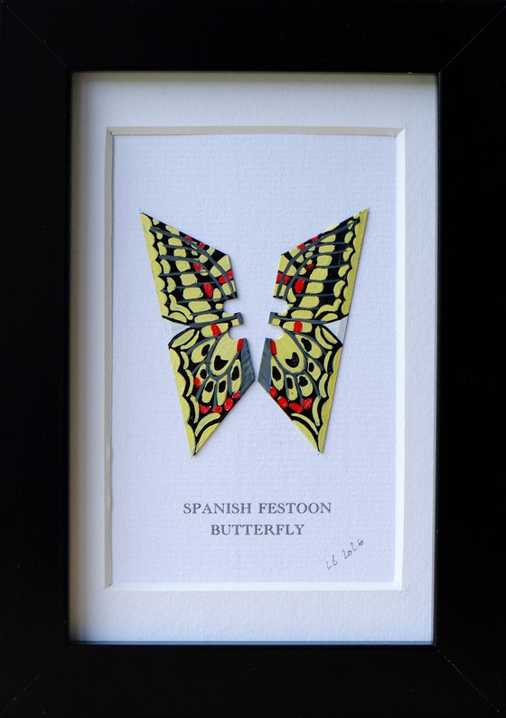 Spanish Festoon Butterfly