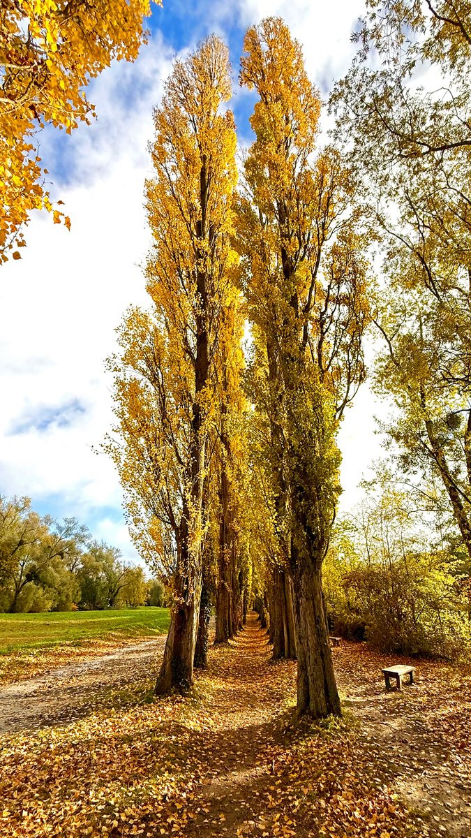 Photorealistic Photograph , Golden Poplar Avenue By Alex Cassels, 14 X 24, Artwork For Sale On Artfinder