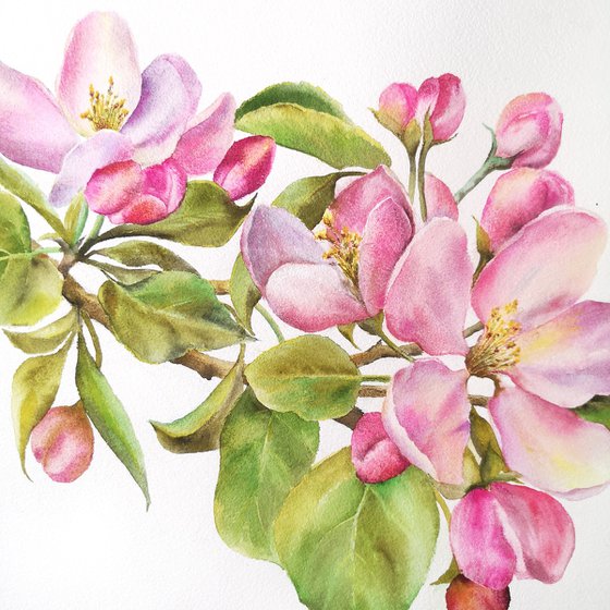 Apple bloosom, watercolor flowers, spring floral painting