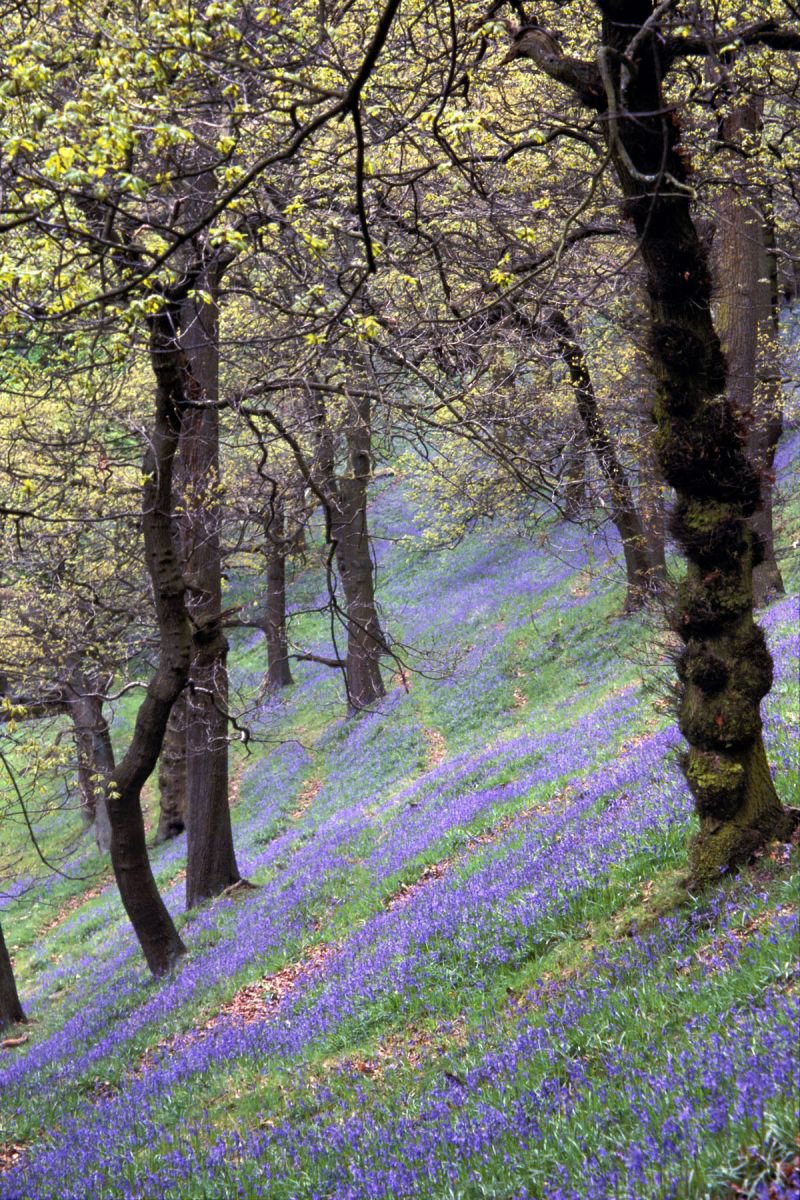 English Bluebell Wood by Vincent Abbey