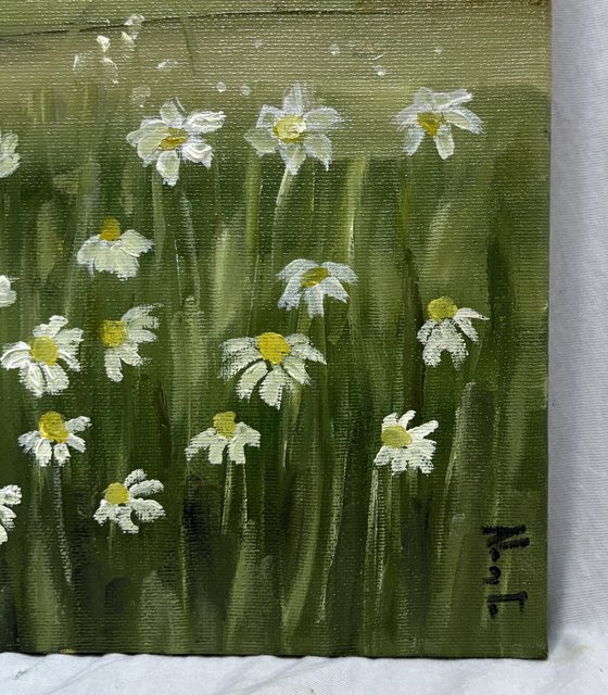 Wild daisies meadow on ochres horizon