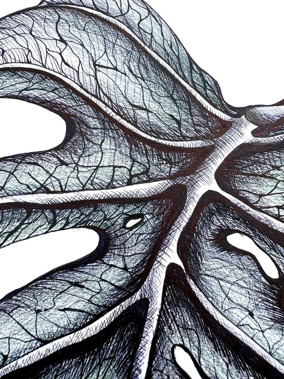 SINGLE MONSTERA LEAF