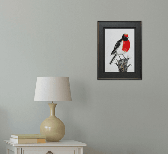 Red-capped Robin
