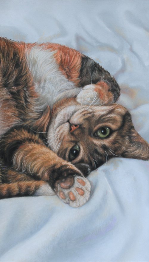 Cat in blankets by Tatjana Bril