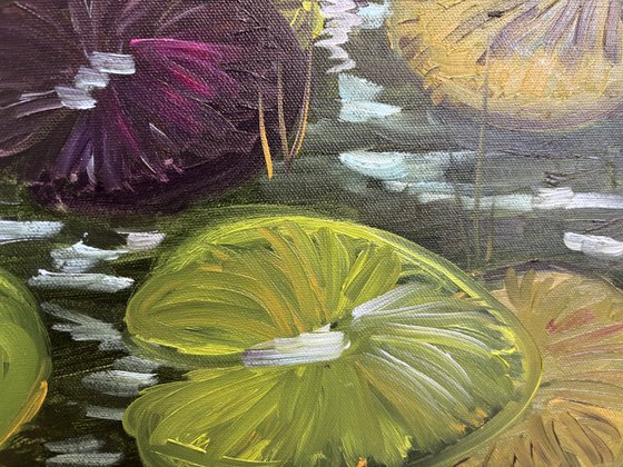 Water Lilies in the Sunlight