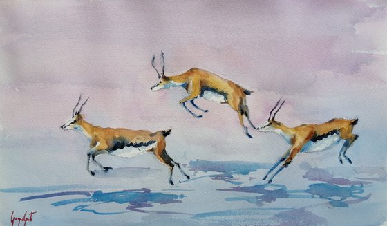 gazelle