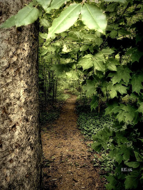 Quiet Forest Path