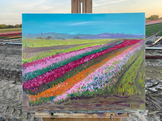Dutch tulip season