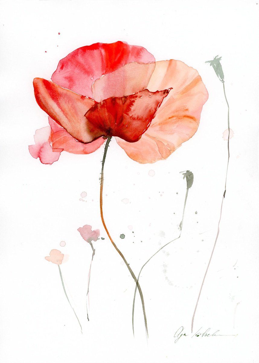 Watercolor poppy flower by Olga Koelsch