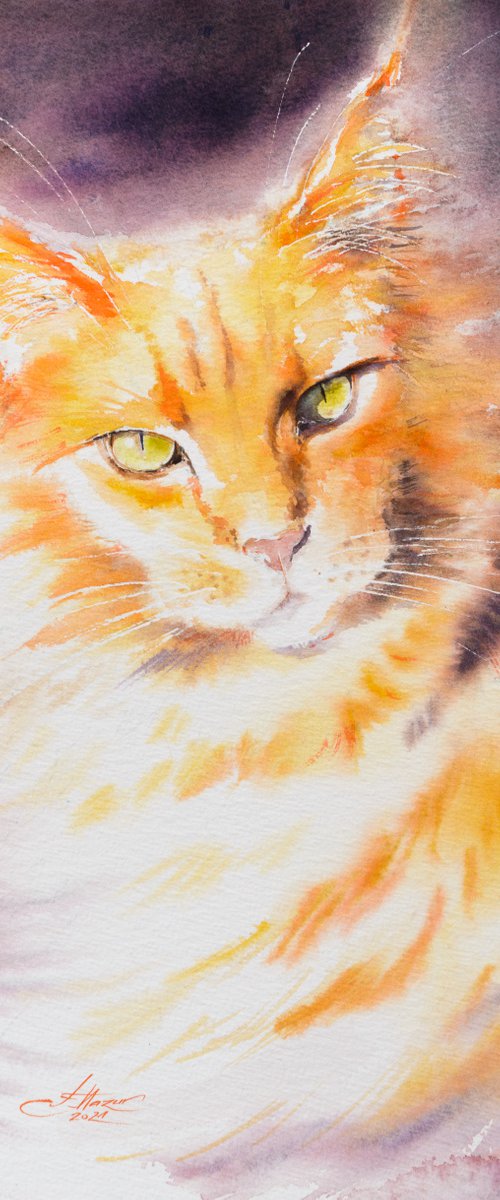 Maine Coon Cat by Eve Mazur