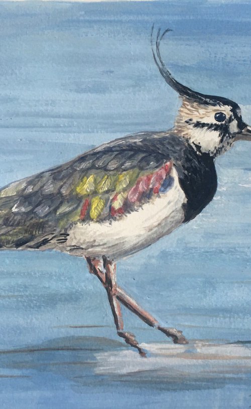 Lapwing Wading by Laurence Wheeler