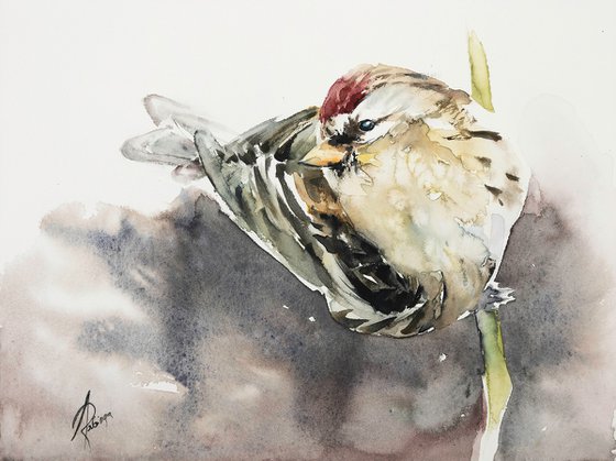 Common Redpoll